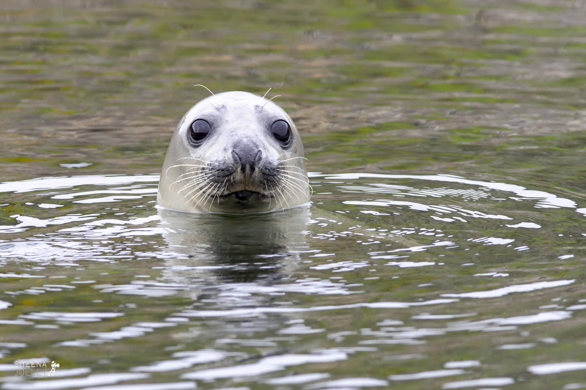 Eyes for You.jpg - Inishtrahull